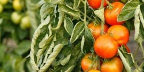 Zašto se listovi paradajza savijaju u stakleniku?